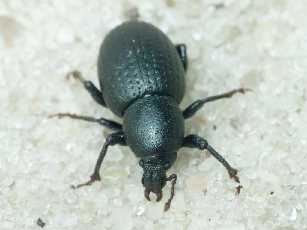 Psallidium maxillosum (Fabricius, 1792)